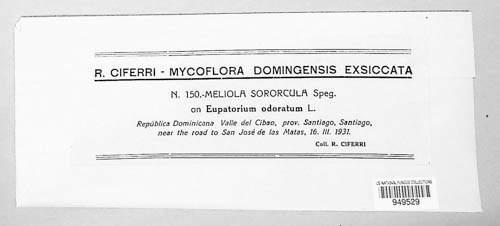 Appendiculella sororcula image